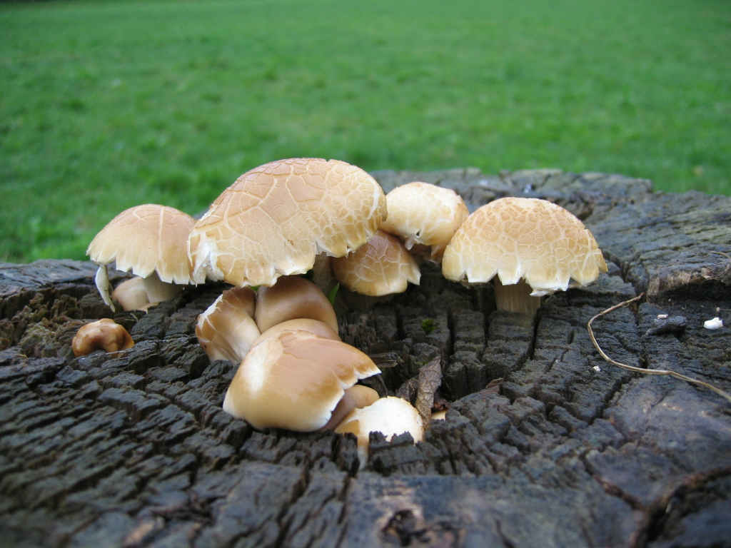 I Funghi primaverili: Agrocybe aegerita
